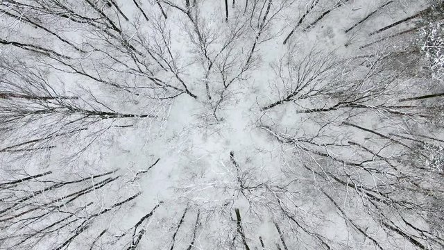 Wznoszenie się nad ośnieżonym lasem