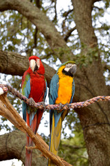 Blue and yellow macaw and a Scarlet macaw