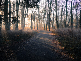 Fototapeta premium Foggy trek