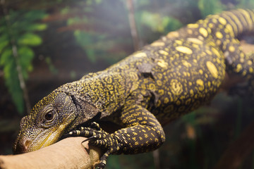 varan