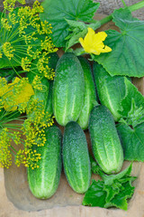 Harvest of cucumbers