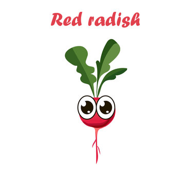 vector illustration of red radish