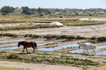 Cheval devant les marés salants à Noirmoutier