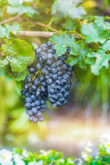 wine grape , berry fruit of deciduous woody vines of the botanical