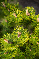 Close-up view of branches of young trees.