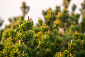 Obraz premium Detail view of branches of young trees.