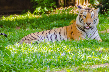 Obraz premium Indochinese tiger, or Corbett's tiger, or Panthera tigris corbet