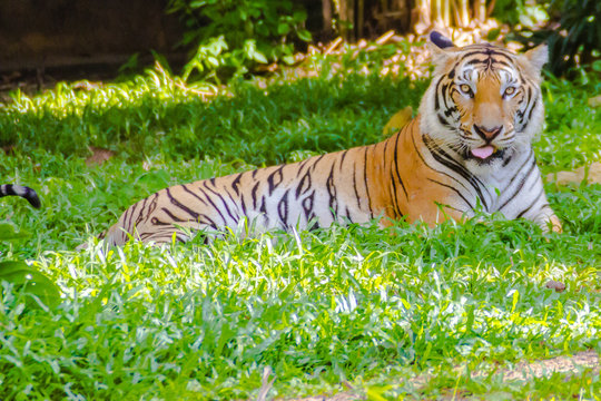 Indochinese tiger, or Corbett's tiger, or Panthera tigris corbet
