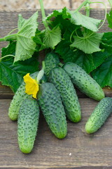 Harvest of cucumbers on old timber © Igor