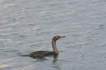 ヒメウ(Pelagic Cormorant)