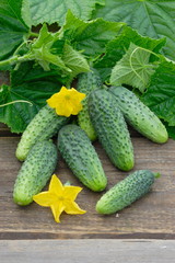 Harvest of cucumbers on old timber © Igor