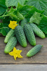 Harvest of cucumbers on old timber © Igor
