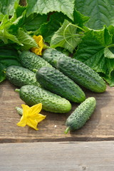Harvest of cucumbers on old timber