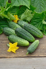 Harvest of cucumbers on old timber