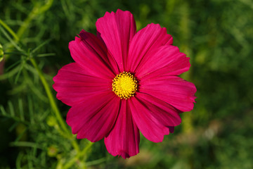 Fototapeta premium Cosmos flowers and sunlight, beauty in the garden