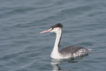 カンムリカイツブリ(Great Crested Grebe)