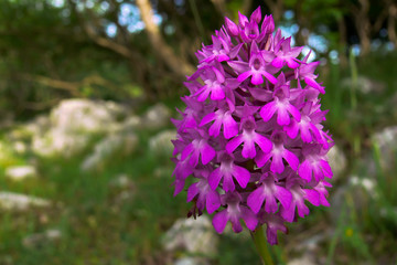  Anacamptis  pyramidalis - orchidea in fiore