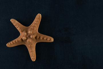 Fototapeta na wymiar starfish on a dark background, Top view with copy spase
