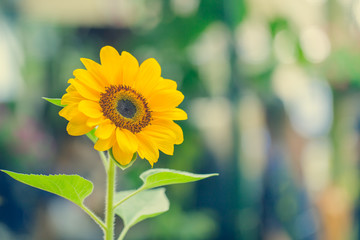 sunflower, beautiful yellow flower with blur bokeh background and copy space