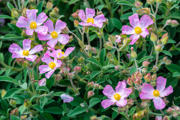 Pink and violet flowers in garden in UK summer