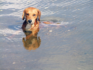 Dog in th water