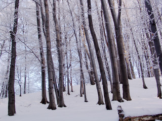 white, nature, abstract, scenic, cold, winter, landscape, ice, icy, frost, freeze, season, clear, background, snowy, tree, beauty, snow, sky, seasonal, blue, branches, travel, color, water, chill, cry