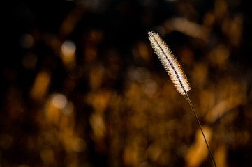 Grashalm im Gegenlicht