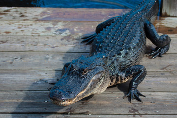 American alligator (A. mississippiensis)