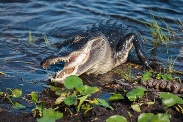 American alligator (A. mississippiensis)