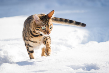 Bengal Cat in Snow © Andreas Krappweis