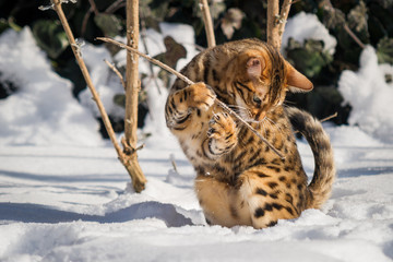 Bengal Cat playing in Snow