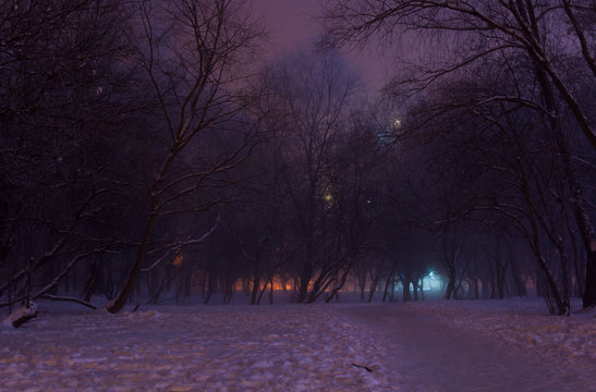 Fototapeta Foggy winter night in the park. Majestic silhouettes of high trees covered in  purple mist and orange lights. A downtrodden path leads through the snow to the mysterious and picturesque park