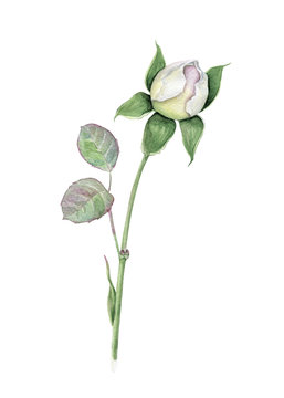 Watercolor white rose bud