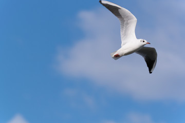 Sea bird flying