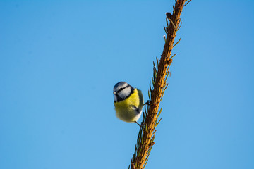 Blaumeise vor blauem Himmel