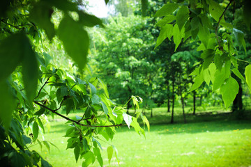 Obraz premium nature