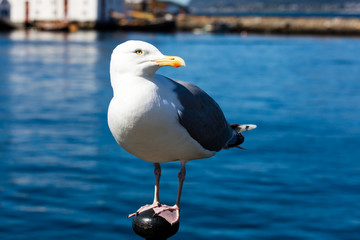 Möwe