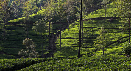 Zoomaufnahme einer grünen mit Bäumen bestandenen Teeplantage in den Bergen von Sri Lanka