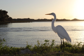 Bird on lake at sunset