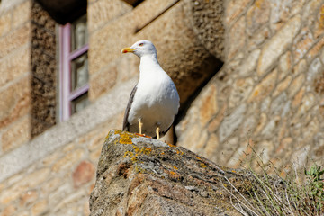 Mouette au Mont-Saint-Michel