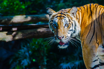 Indochinese tiger, or Corbett's tiger, or Panthera tigris corbet, a tiger population that lives in Myanmar, Thailand, Lao PDR, Vietnam, Cambodia and southwestern China.