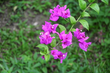 Bougainvillea,Paper flower purple beautiful natural in garden