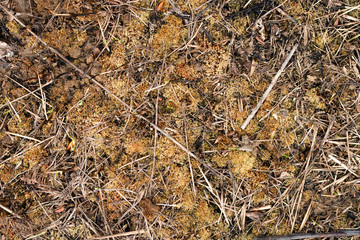 the land is covered by old grass