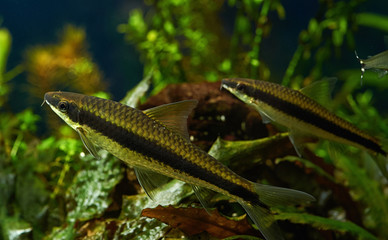 Siamese Algae Eater in Freshwater Aquarium