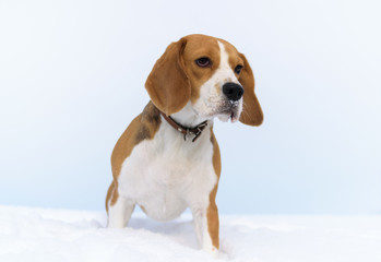 Beagle dog running in the snow