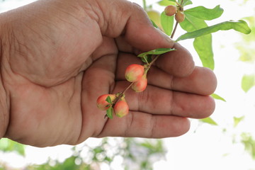 hand farmland examine Pomegranate flowers on tree 