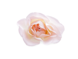 Pink rose flower isolated on white background