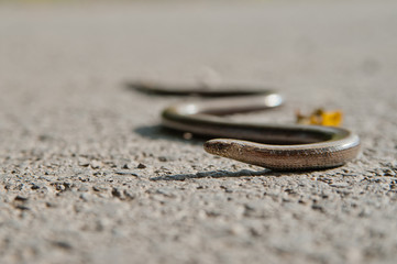 Blindschleiche auf Straße