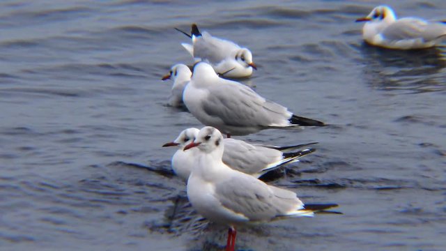 Birds of Ukraine. Swans and gulls in the Black Sea. Larus canus, Cygnus olor