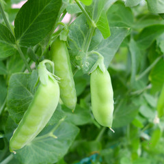 Green growing soybeans in the farm